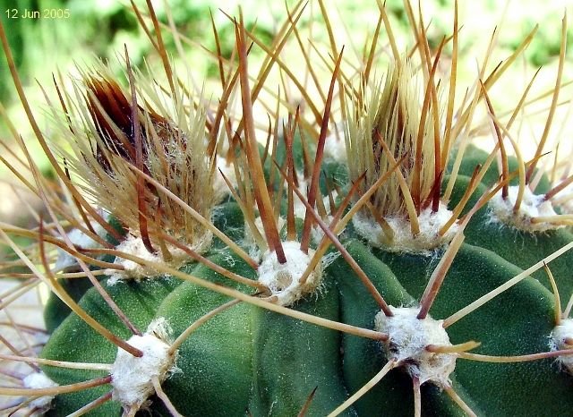 Acanthocalycium _spiniflorum 'violaceum'  P110a _02